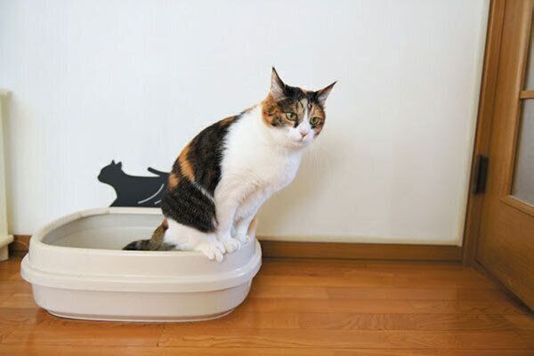 トイレ中の猫