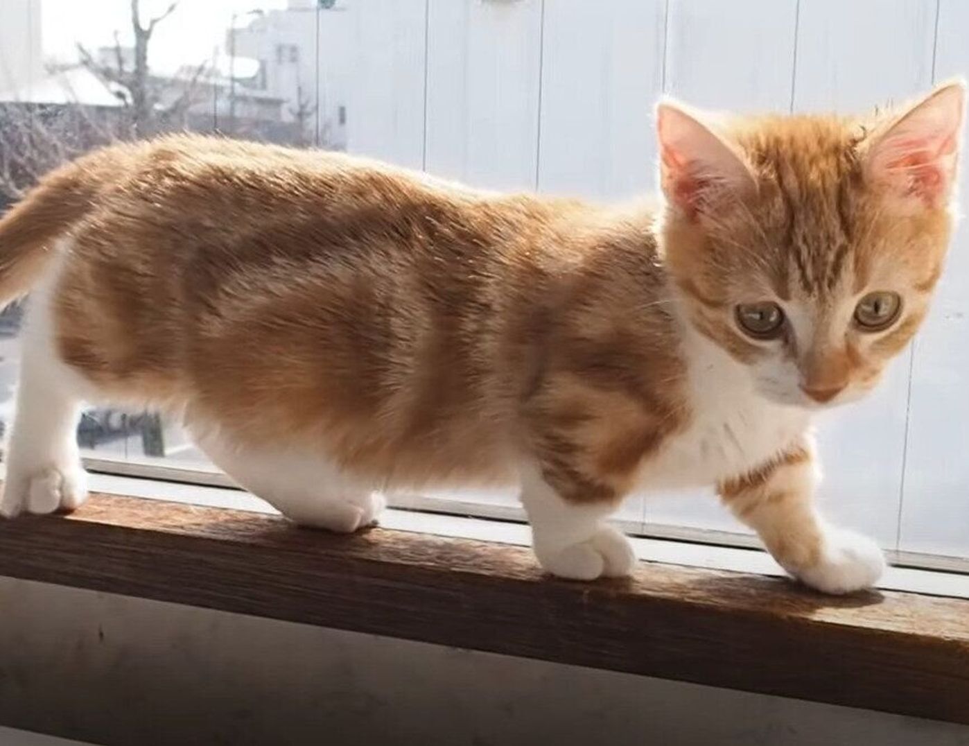 色々なことに興味津々 短い脚で一生懸命歩く子猫のマンチカン ねこのきもちweb Magazine 色々なことに興味津々 短い脚で一生懸命歩く子猫のマンチカン ねこのきもちweb Magazine