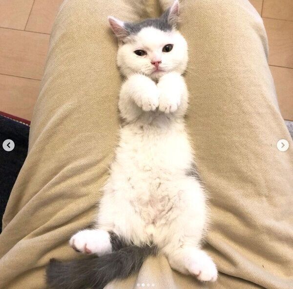 大物感が半端ない ヘソ天ポーズで落ちている子猫 かわいい 素顔 に迫る ねこのきもちweb Magazine