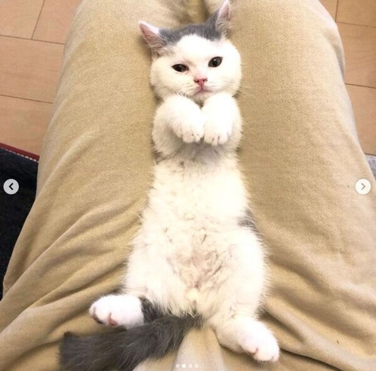 大物感が半端ない ヘソ天ポーズで落ちている子猫 かわいい 素顔 に迫る ねこのきもちweb Magazine 大物感が半端ない ヘソ天ポーズで落ちている子猫 かわいい 素顔 に迫る ねこのきもちweb Magazine