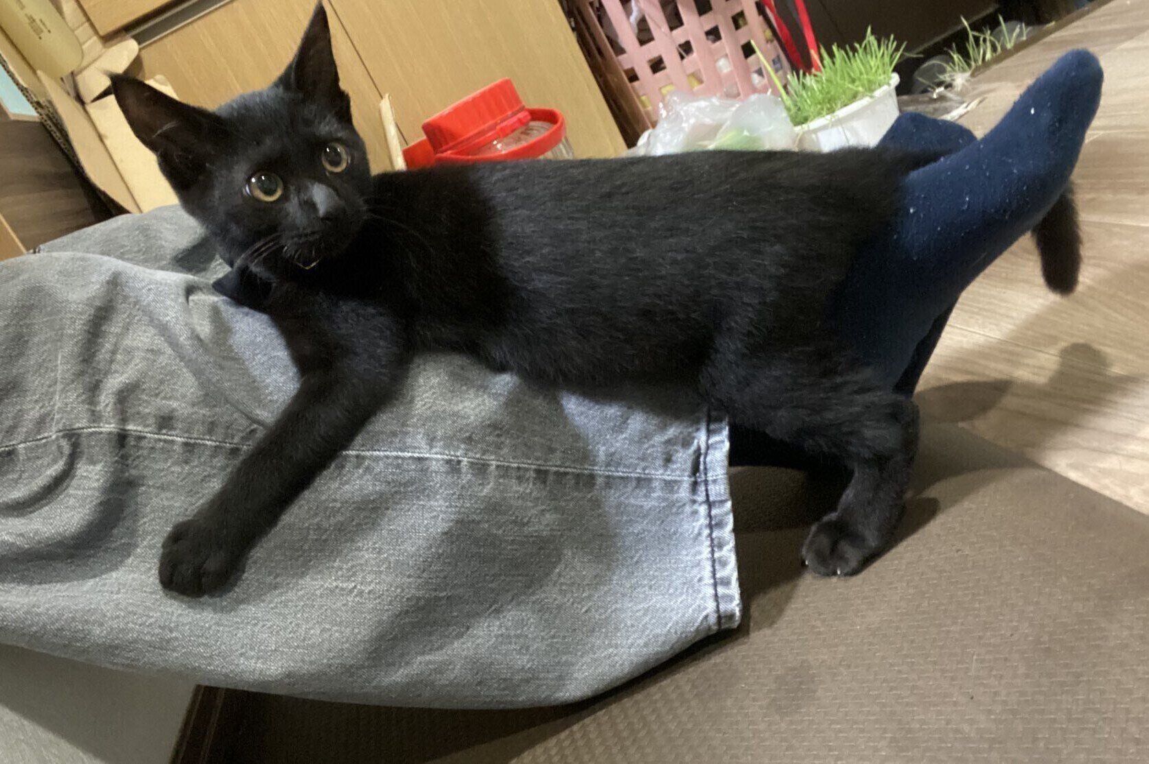 足にしがみつくうにくん