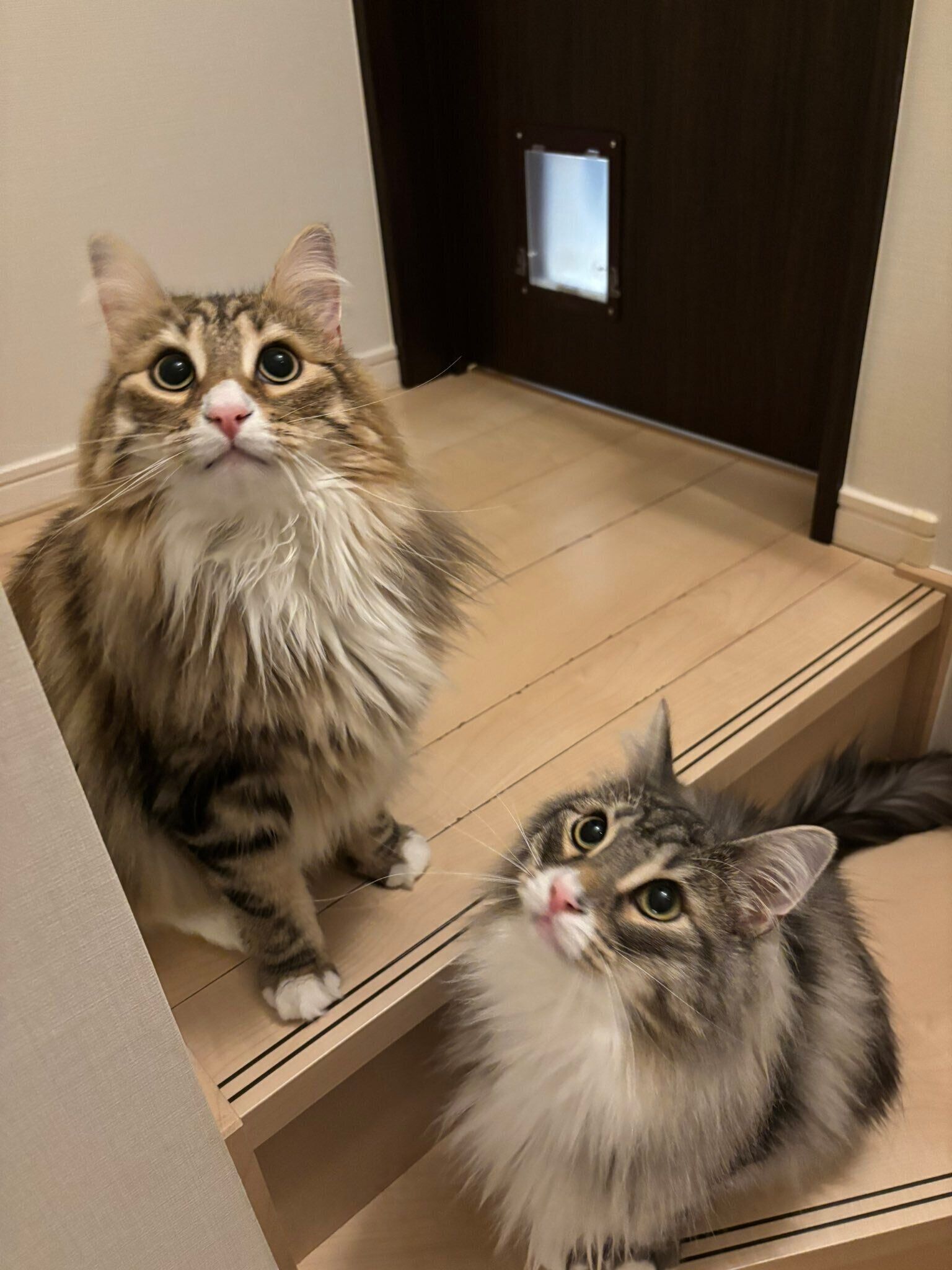 2匹のノルウェージャンフォレストキャット
