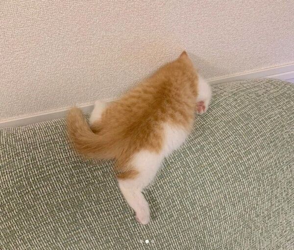 行き倒れるウニちゃん