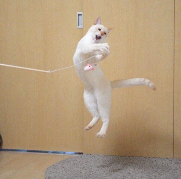 オモチャで遊ぶテンくん