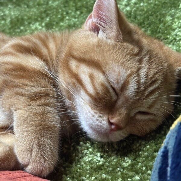 飼い主さんにそっと寄り添うにじゅうまるくん