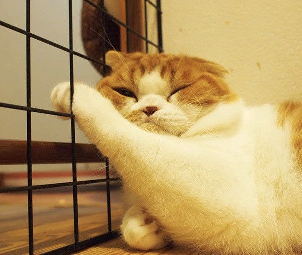 見つめるスコティッシュフォールド