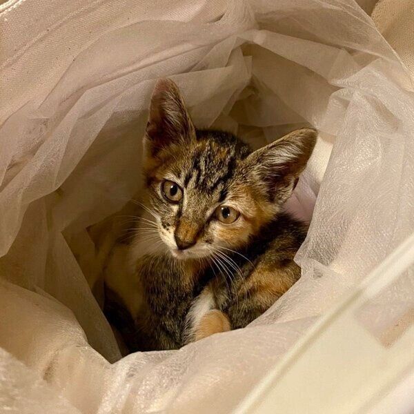 バッグで保護されたマーブルちゃん