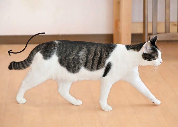 しっぽが水平になっている平常心の猫