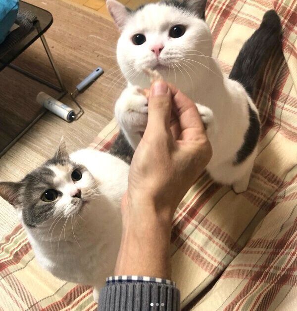 ササミをもらうねね子ちゃんとカツヲくん