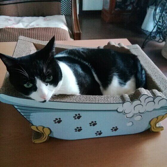 黒白のハチくん