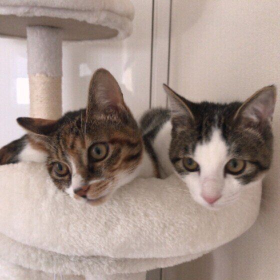 仲良し兄弟のミケ