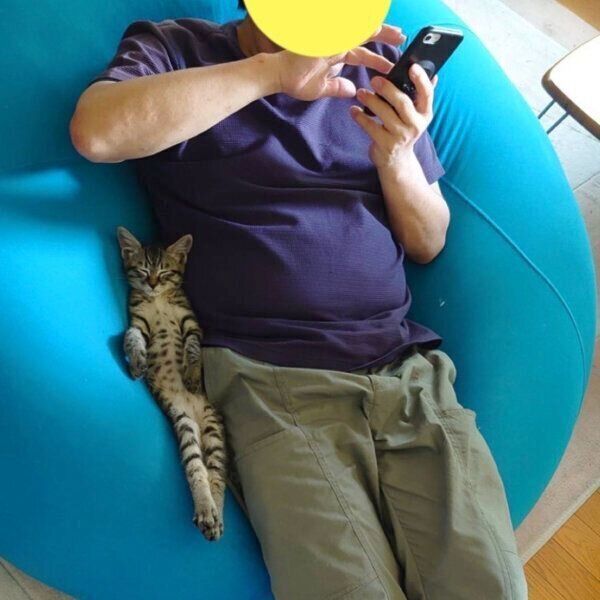 くつろぐ保護猫ちゃん