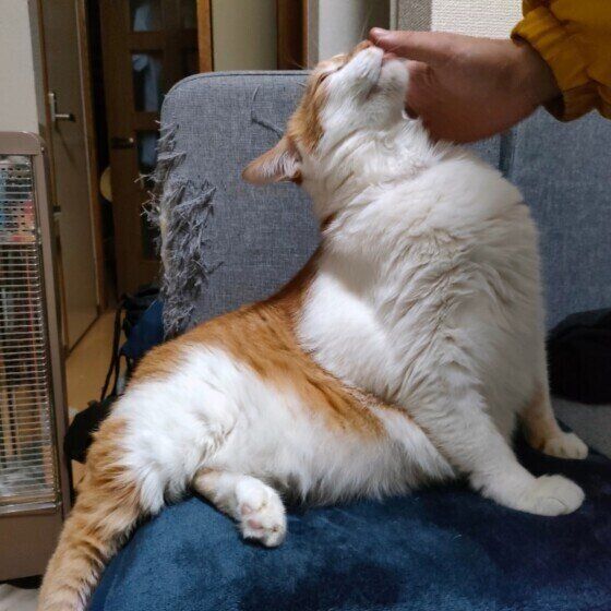 おかえりなさいのスリスリをするバニラくん