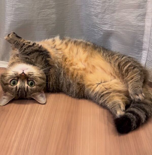 寝転がるまるくん