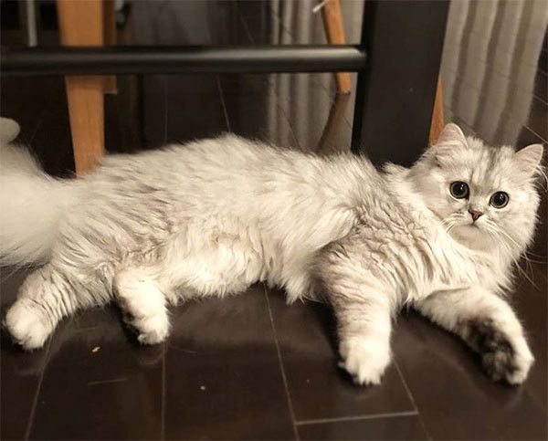 見つめるスコティッシュフォールド