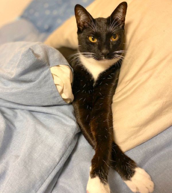 お手てをクロスさせるくろすけちゃん