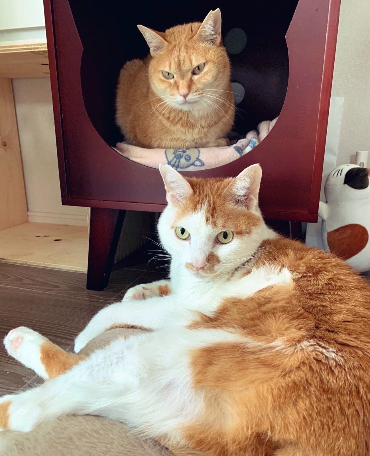 まったりするむぎちゃん、こてつくん