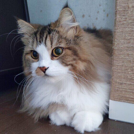 スコティッシュフォールド・ロングヘアの絆くん