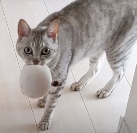 ぬいぐるみをくわえる猫