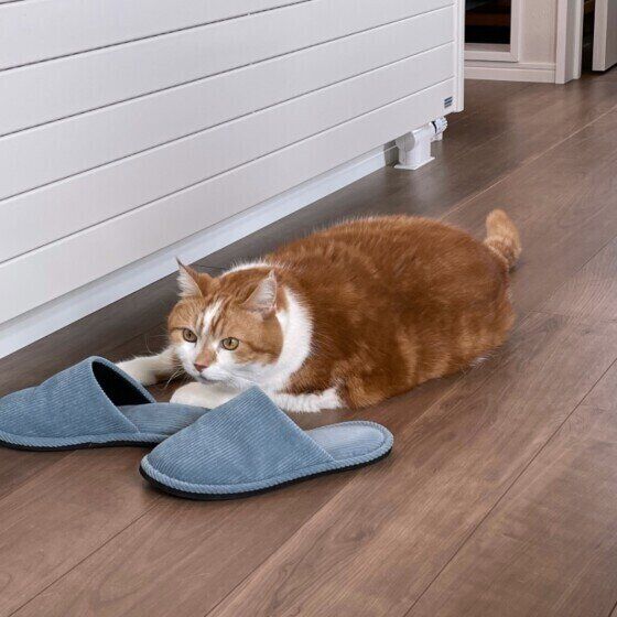 スリッパを独り占めする猫（スコティッシュフォールド、オス）