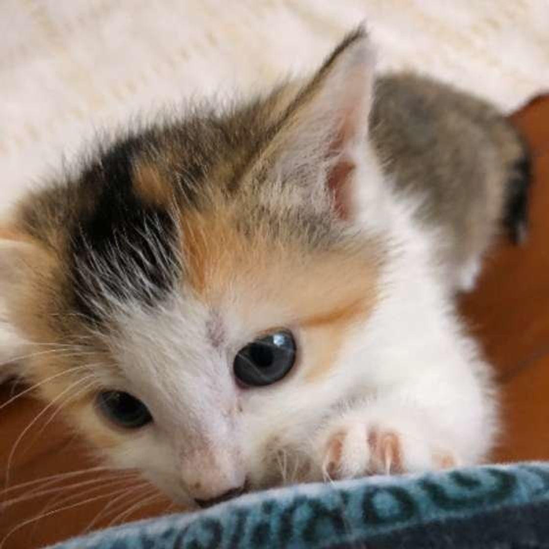 子猫期にはどんな成長をするの 月齢別の成長過程を紹介 ねこのきもちweb Magazine 子猫期にはどんな成長をするの 月齢別の成長過程を紹介 ねこのきもちweb Magazine