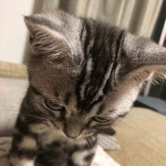 構ってほしい猫