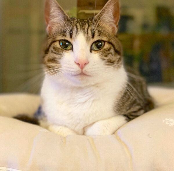 見つめるしゃこちゃん