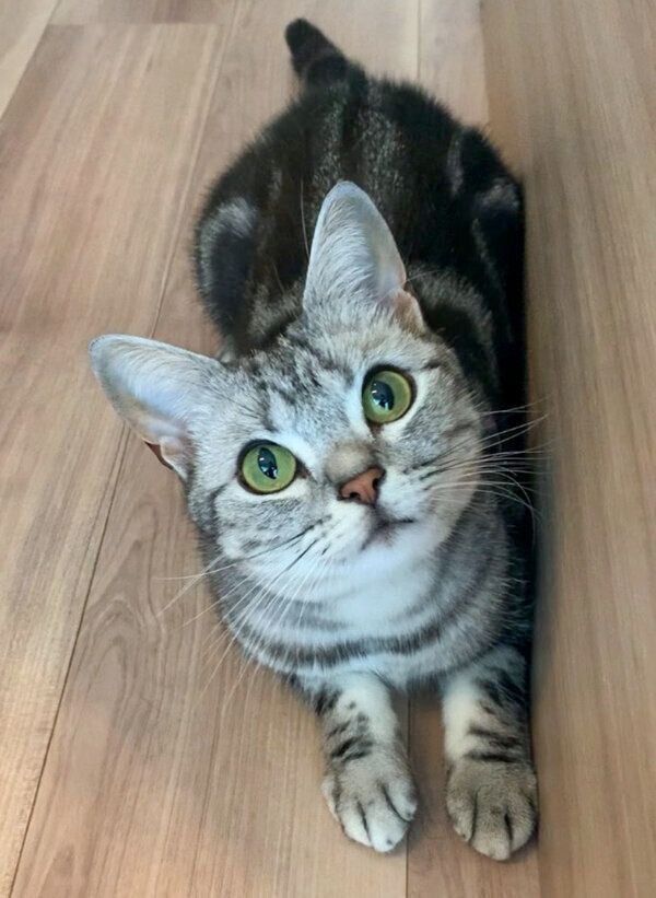 見つめるあんこくん