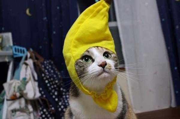 ミケのはるちゃん