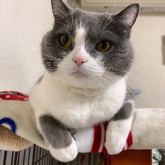 ブリティッシュショートヘアのうにちゃん