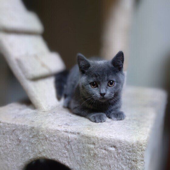 ブリティッシュショートヘアの子猫