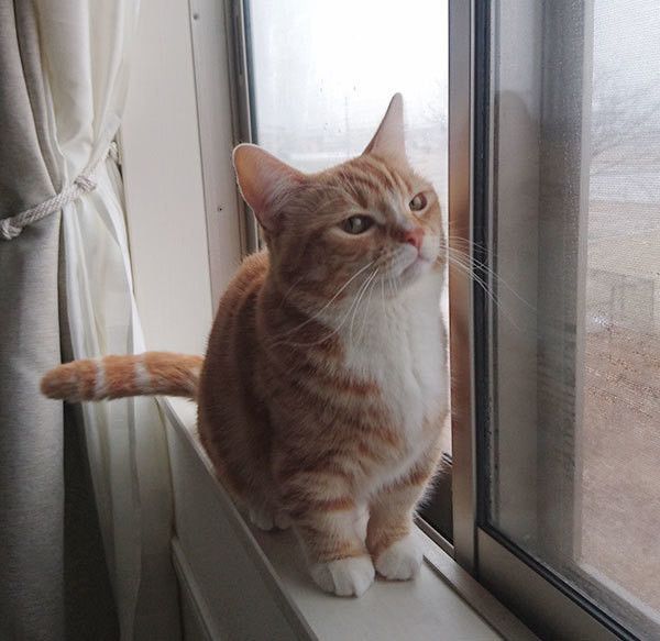 外を見つめる猫