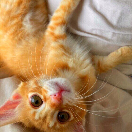 かわいいポーズの茶トラ