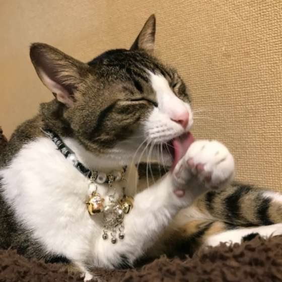 毛づくろいする猫