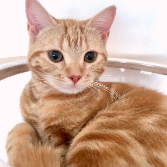 猫が本能的に好きな音と嫌いな音があった 経験での好き嫌いも ねこのきもちweb Magazine