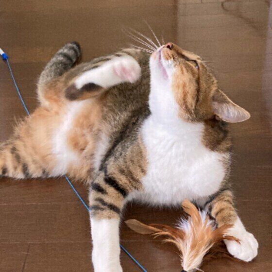 キジトラのヤンandニャムくん