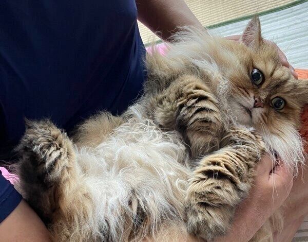 抱っこされるルビィくん