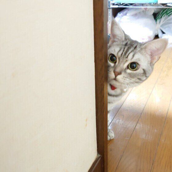 見つめるアメリカンショートヘア