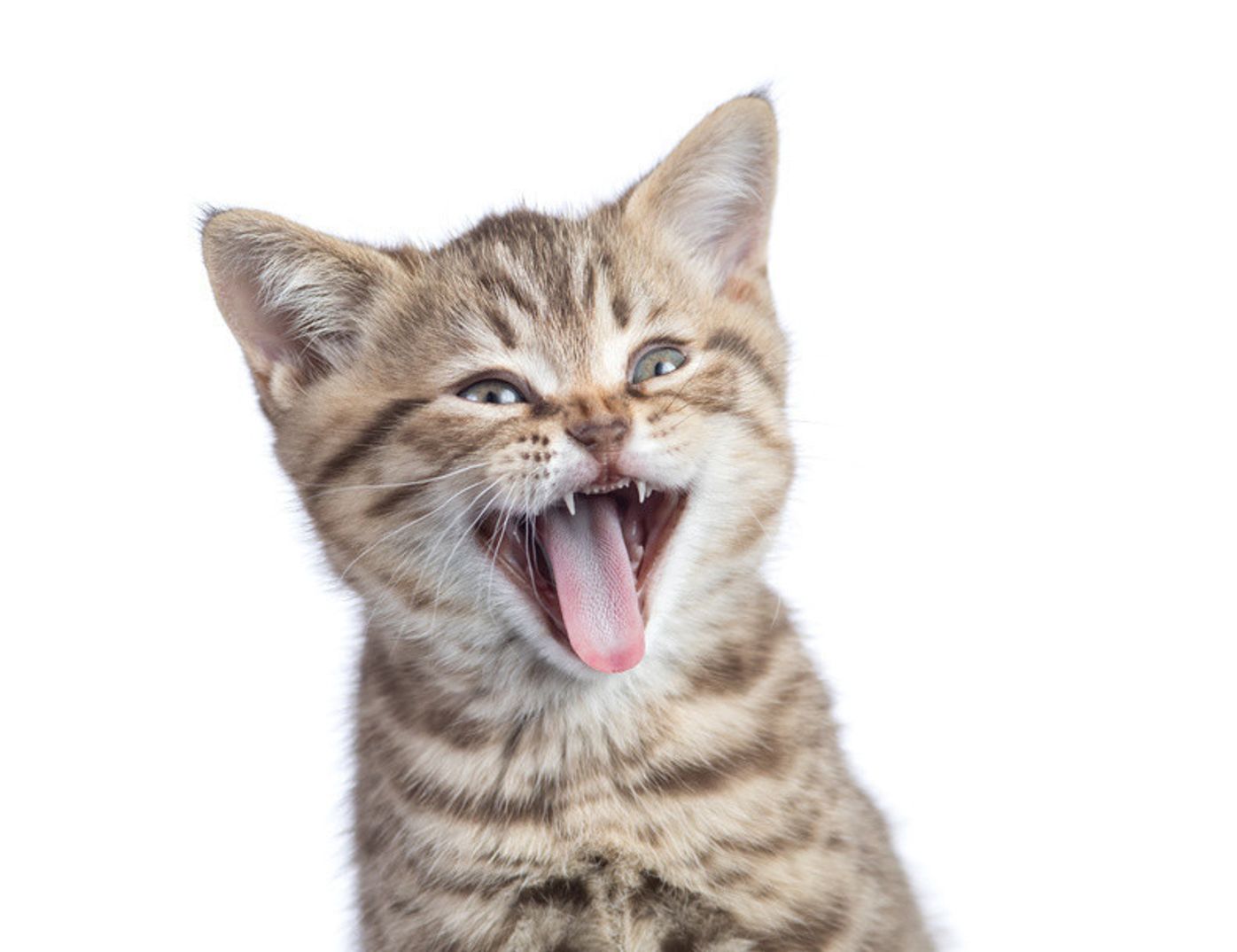 猫の口臭がキツイ原因と対策 考えられる病気を 獣医 が教えます ねこのきもちweb Magazine 猫の口臭がキツイ原因と対策 考えられる病気を 獣医 が教えます ねこのきもちweb Magazine