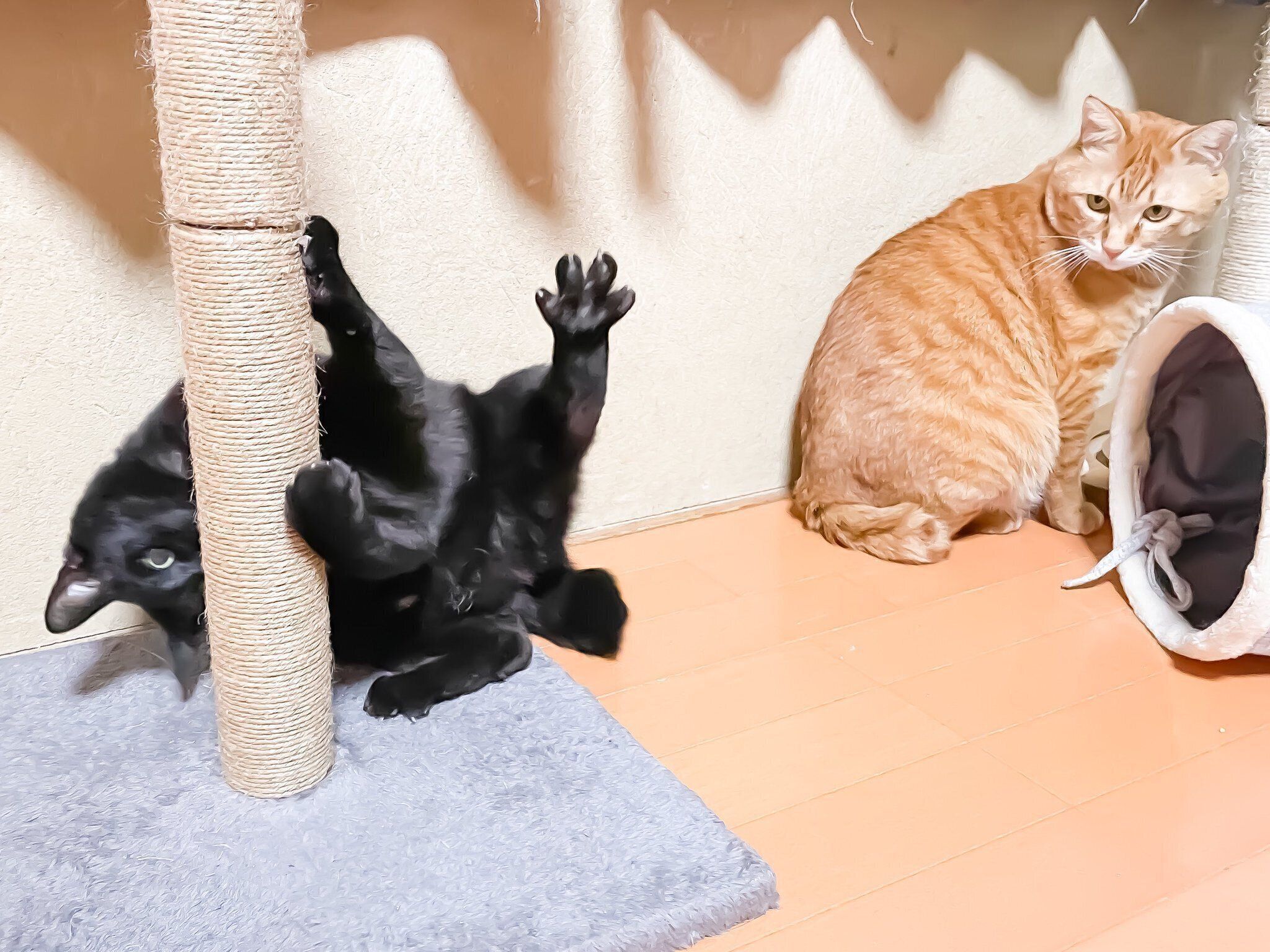 遊ぶのが好きなくーちゃん