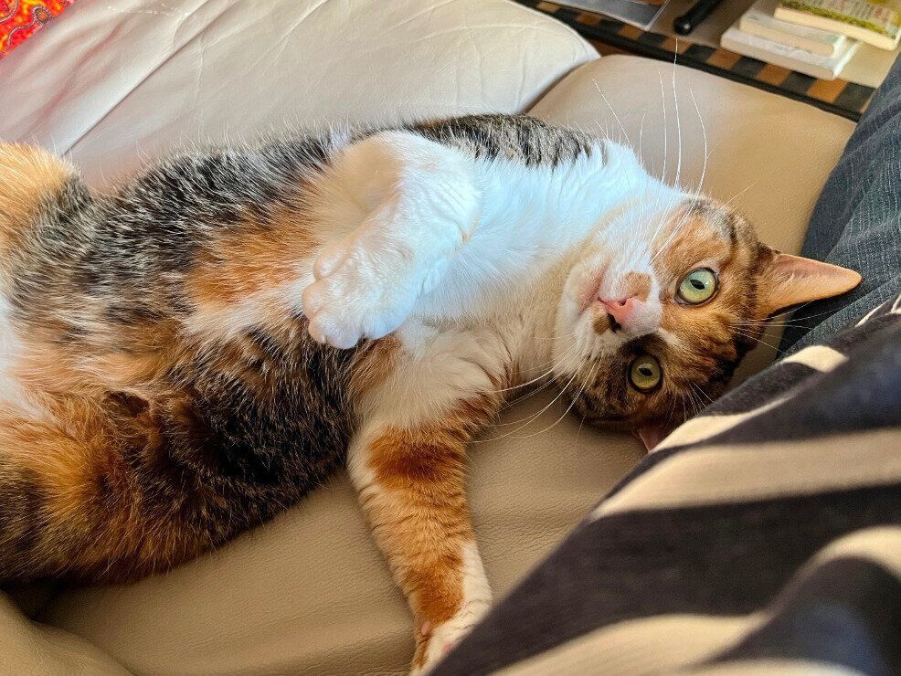 飼い主を見つめる猫