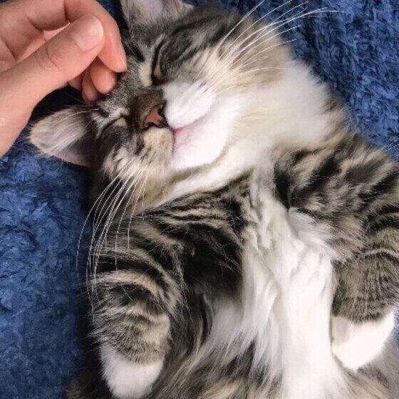 なでられる猫（マンチカン、オス）