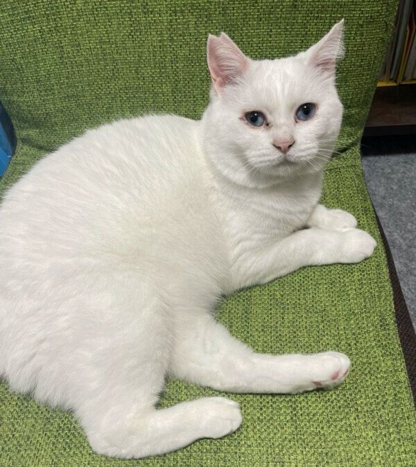 くつろぐ猫ちゃん