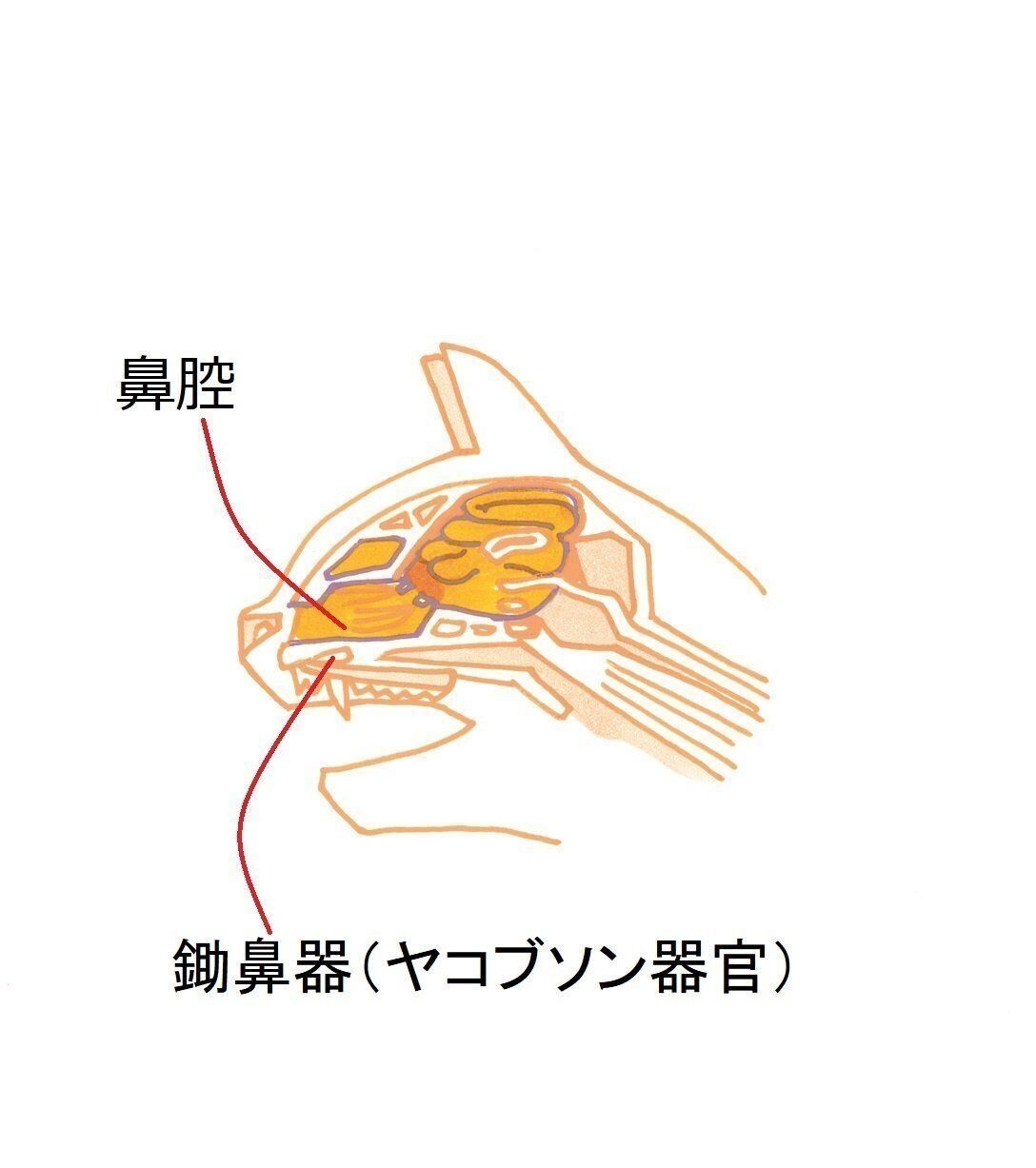 イラスト／日暮ろこ子