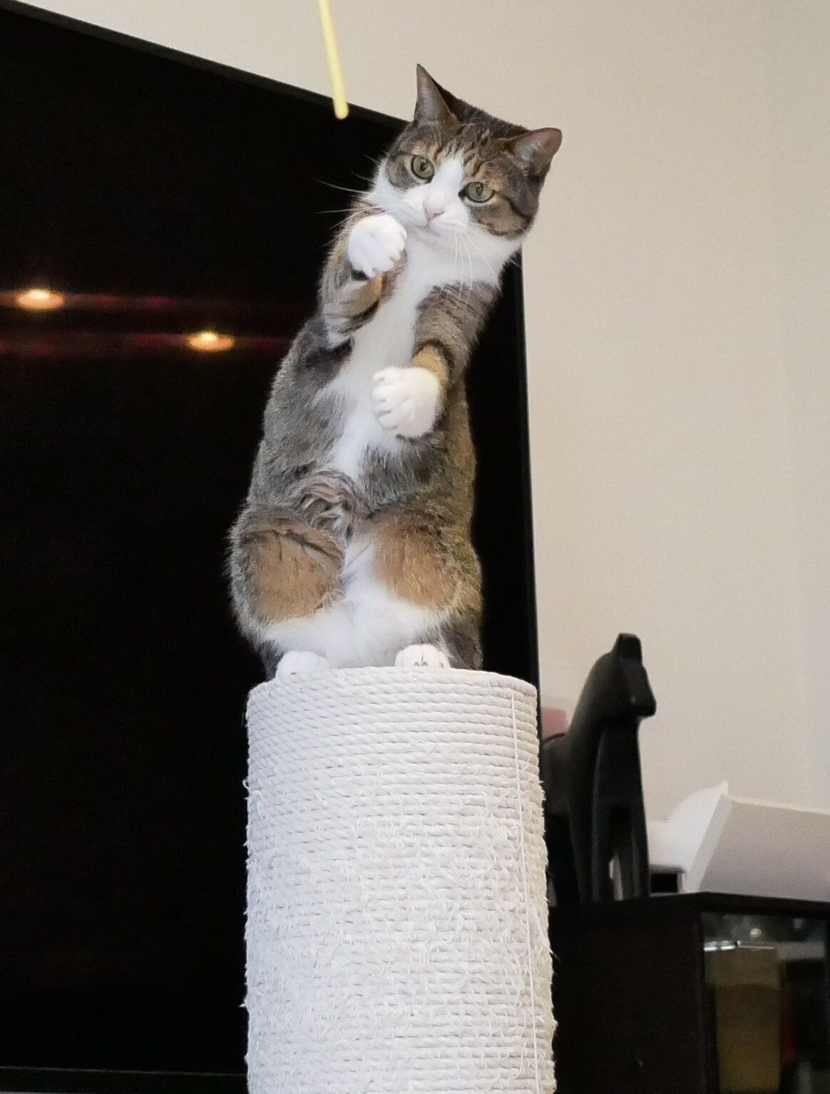 お立ち台に立つようなちょこちゃん