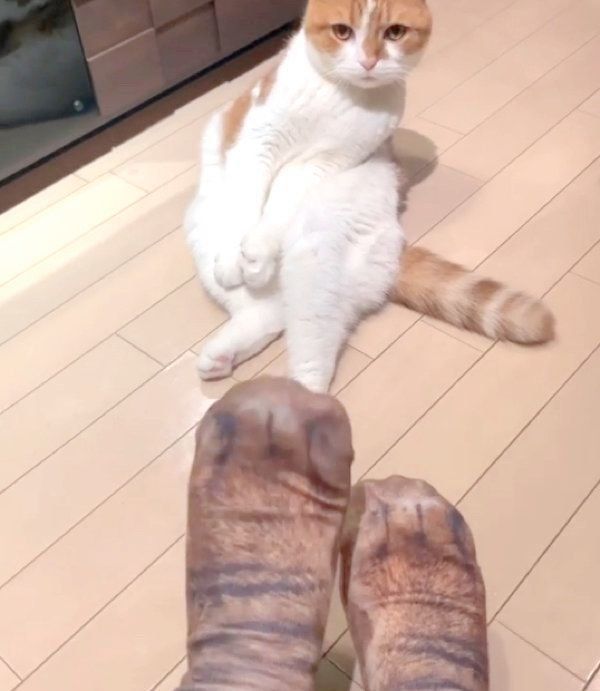 見つめるヌコ太郎ちゃん