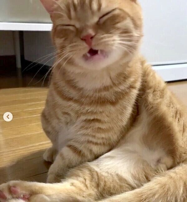 「クサ顔」をするうにちゃん
