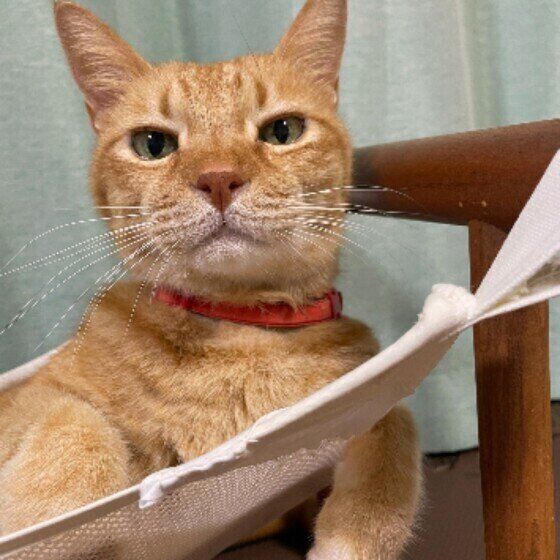 カメラ目線の猫