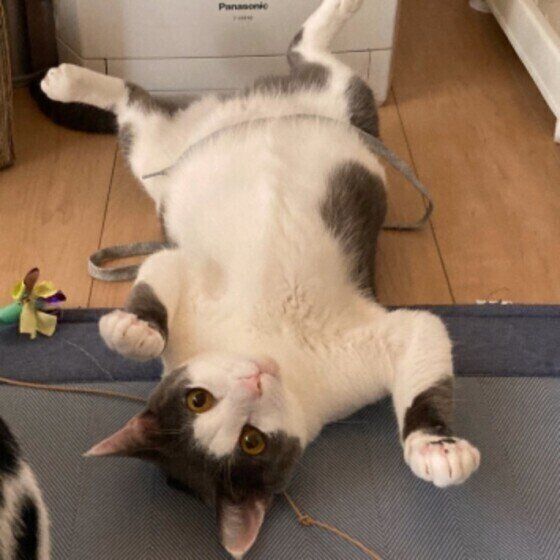 かまってほしいスズちゃん（MIX）