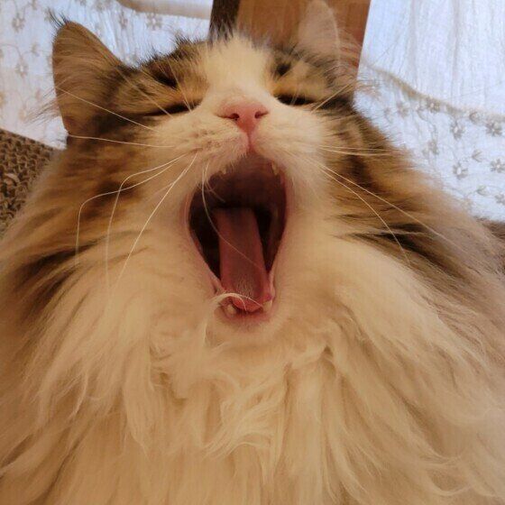 あくびをするノワくん（ノルウェージアンフォレストキャット）